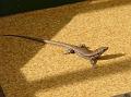 2006-1108-1330_Lizard_Malaga_Spain_17C